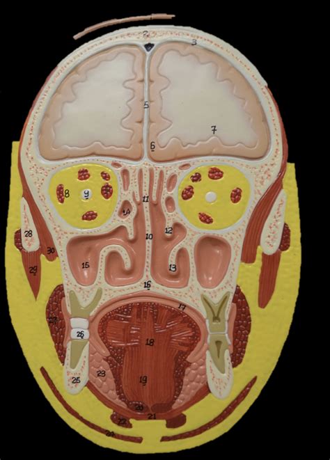 cross section  brain diagram diagram quizlet