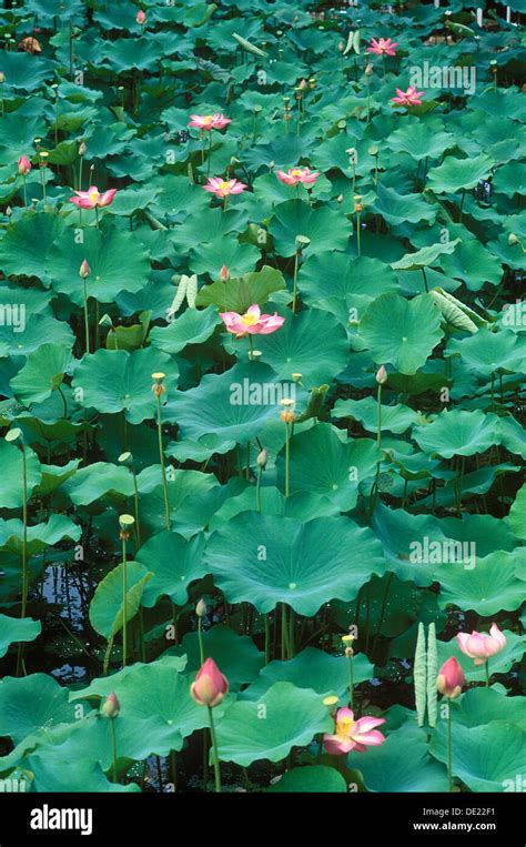 Indian Lotus Or Lotus Nelumbo Nucifera Flowering Ubud Bali