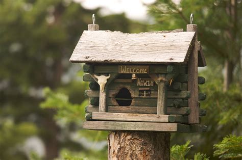 Hoe U Zelf Een Vogelhuisje Maakt DIY Tips Mussen En Zwanen