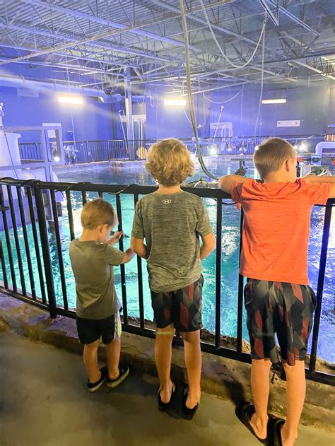 Sea Life Aquarium Must Do While Visiting Orlando Florida —