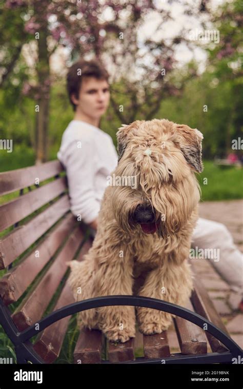 Wheaten Terrier High Resolution Stock Photography and Images - Alamy