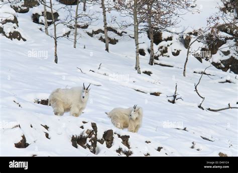 Mountain Goats (Oreamnos Americanus);Yukon Canada Stock Photo - Alamy