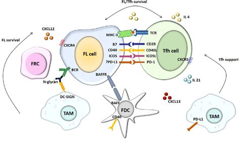 Cells Of The Tumour Microenvironment Tme And Follicular Lymphoma Fl