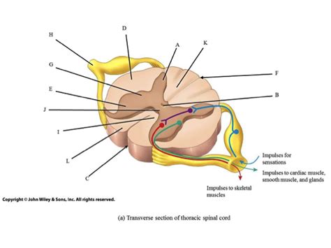 Diagram Of Chapter Anatomy Spinal Cord Quizlet