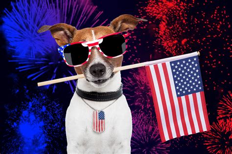 How To Prepare Your Pet For Fireworks Tips To Help Calm Their Anxiety