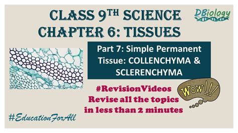 Class 9th Science Chapter 6 Tissue Part 7 Collenchyma And Sclerenchyma Youtube