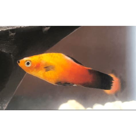 Fish Disease Diagnosis And Treatment Rebel Pets