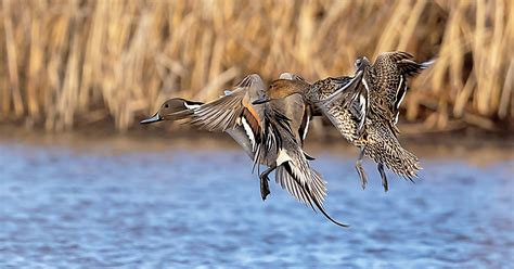 A New Era For Pintail Regulations Ducks Unlimited