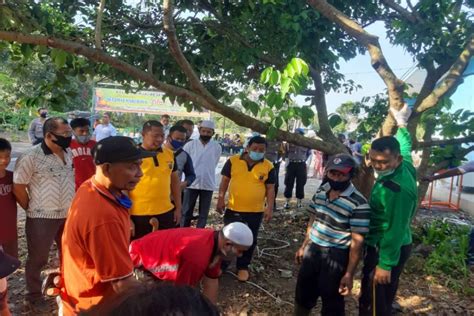 Polres Binjai Sembelih Delapan Ekor Sapi Dan Enam Ekor Kambing ANTARA