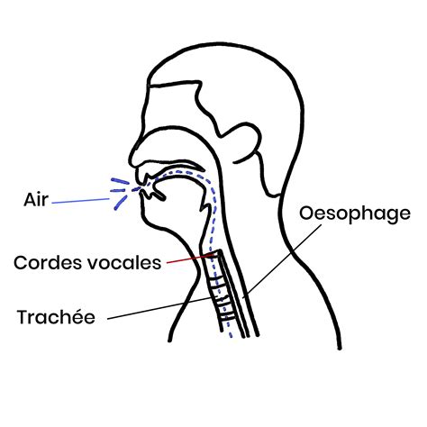 Allo Ortho Ma Voix Devient Plus Grave