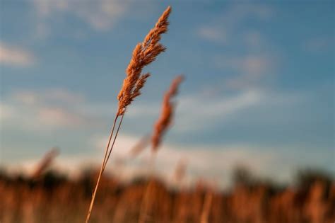 Un Campo De Hierba Alta Con El Cielo De Fondo Foto Premium