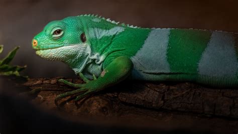 "Fiji Banded Iguana" Images – Browse 354 Stock Photos, Vectors, and ...