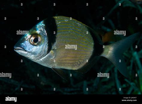 Underwater Fish Portrait Of A Common Two Banded Seabream Diplodus