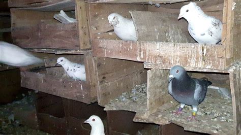 Pigeon House Pigeon Loft Pigeon Home Youtube