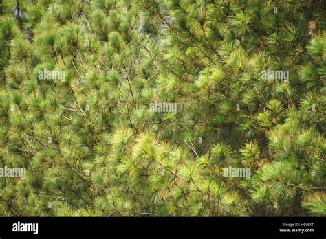 Pine tree forest background Stock Photo - Alamy