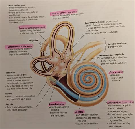 Inner Ear Diagram Diagram Quizlet