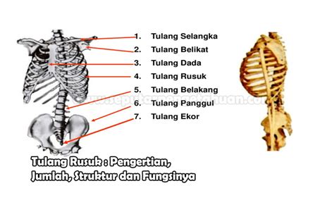 Tulang Rusuk Contoh Dari Tulang Virginia Wilson