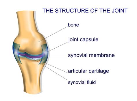 Synovial Joints Expertly Outlined | 3D Muscle Lab