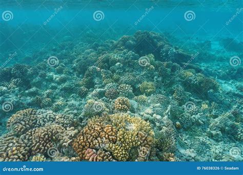 Shallow Coral Reef Underwater Sea Pacific Ocean Stock Photo Image Of