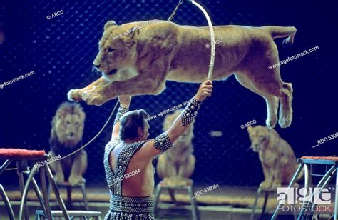 Animal Tamer In Circus Dressage Lion Panthera Leo Stock Photo