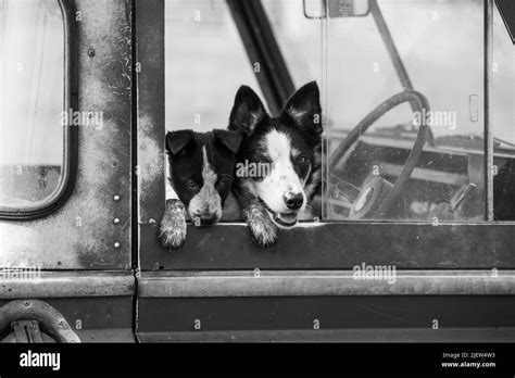 Working Sheepdog and Puppies Stock Photo - Alamy