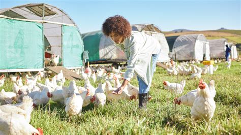 The Ultimate Guide to Simple Homemade Chicken Feed Recipes