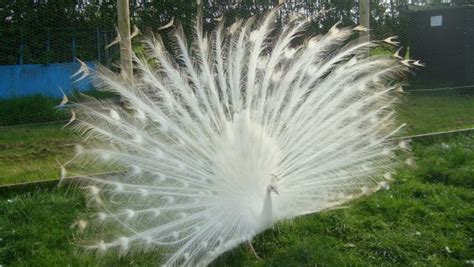 White Peacocks Peacocks UK