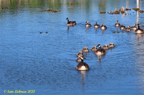 Canada Geese Bernaches Du Canada 0897 17 Copy JpgS Flickr