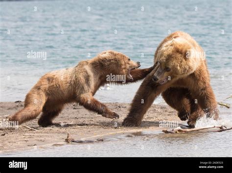 A Female Kamchatka Brown Bear Ursus Arctos Beringianus Attacks A Much