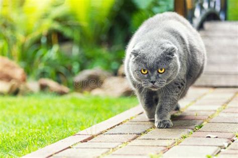 Gato Que Camina En Hierba Verde Imagen De Archivo Imagen De