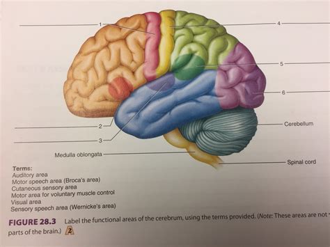 Nervous System Lab Exam Figure 27 3 Functional Areas Of The Cerebrum