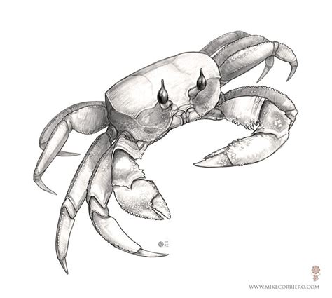 Ghost Crab Drawing