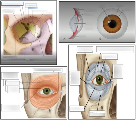 Eye Anatomy Orbit Ligaments And Eyeball Diagram Quizlet