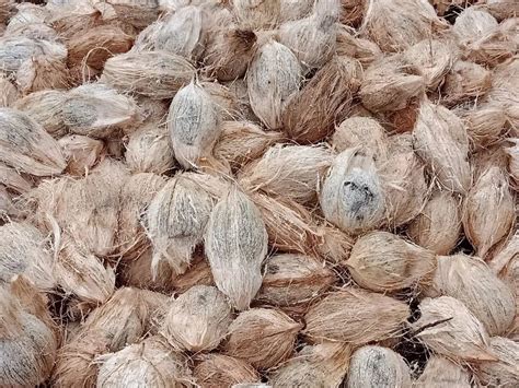 A Grade Semi Husked Raw Coconut Packaging Size Kg Coconut Size