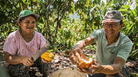 Midagri impulsa producción del cacao en el Vraem Noticias Programa