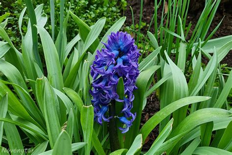 Jácint Hyacinthus orientalis gondozása kertben és cserépben