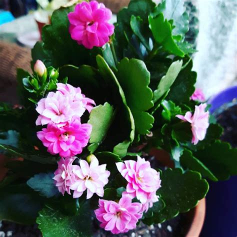 Kalanchoe Blossfeldiana Pink Queen Kalanchoe Pink Queen Uploaded