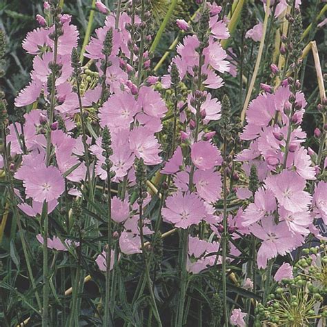 Prairie Mallow Sidalcea Hybrid MyGardenLife