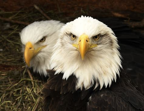 Bald Eagle Cams Are Active. Here Are 4 of the Best - Cool Green Science