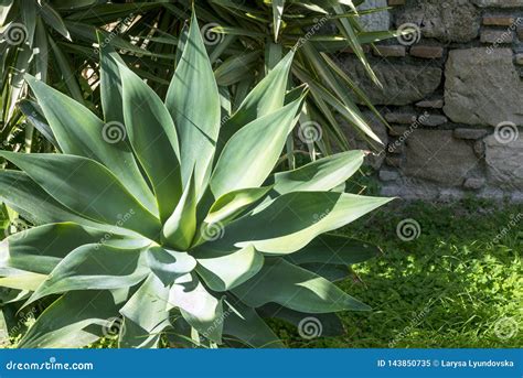 Green Thick Succulent Leaves Of Agave Agave Djengola Stock Image