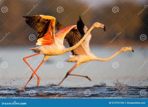 Two Flamingos Taking Flight Over The River Water Stock Image Image Of