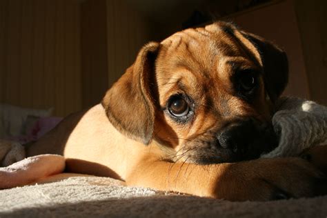 Puggle Puppy Puggle Puggle Puppies Cute Dog Pictures