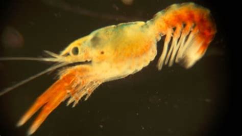 Climate change may affect lobster larvae – RCI | English