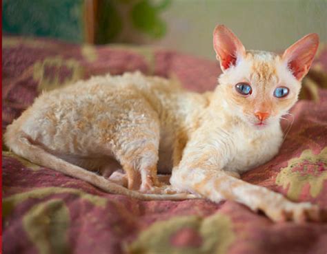 Kot Cornish Rex Rasowe Koty Domowe