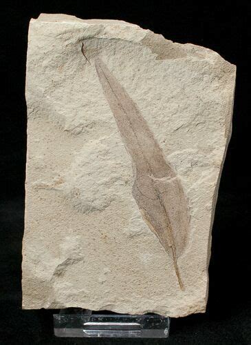 Fossil Populus Leaf Green River Formation For Sale