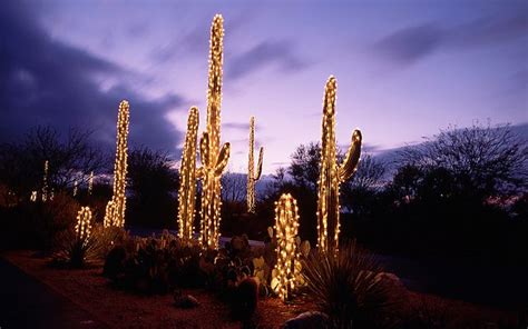 Saguaro Cacti Christmas Lights Sonoran Desert Tucson Arizona