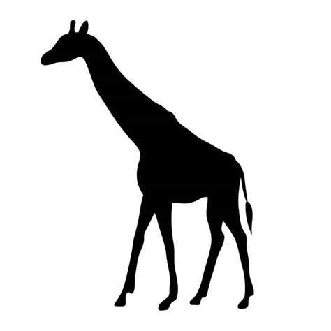 3400 Giraffe Silhouette Stock Illustrations Royalty Free Vector