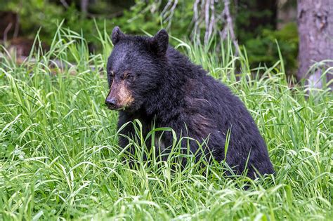 Baby Black Bear Photograph by Pierre Leclerc Photography - Pixels