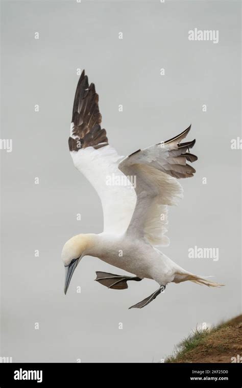 Northern Gannet Morus Bassanus A Portrait View Of A Single Adult