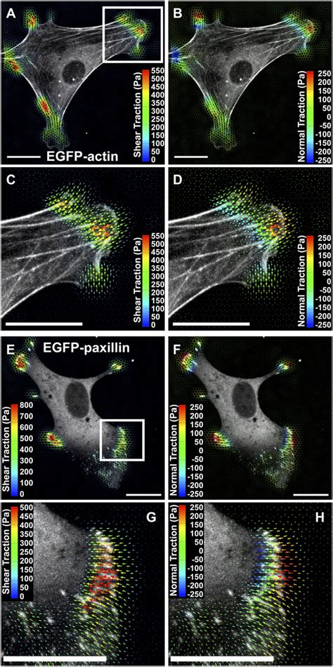 Multidimensional Traction Stress And Cytoskeletal Localization A And